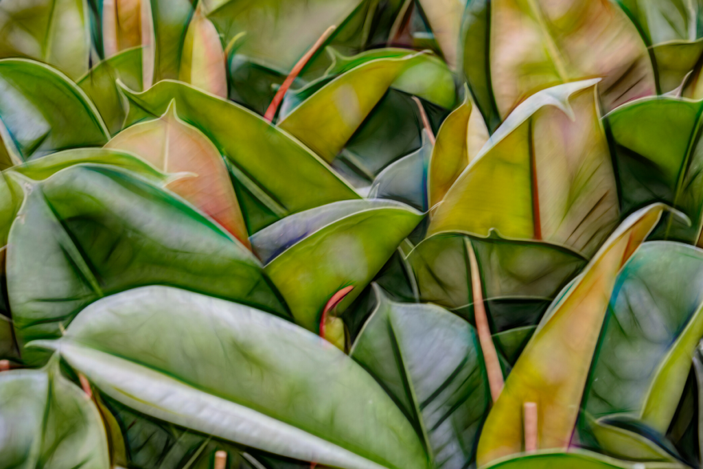 Rubber plants Which plants are good to purify our air inside