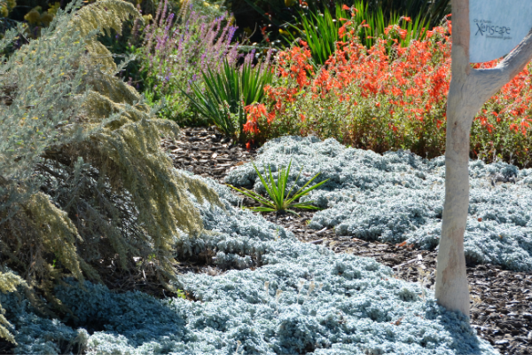 planting for saving water